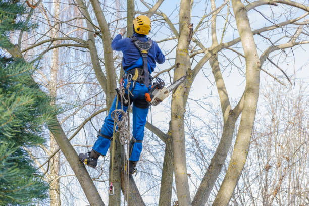 Best Seasonal Cleanup (Spring/Fall)  in Minneapolis, MN