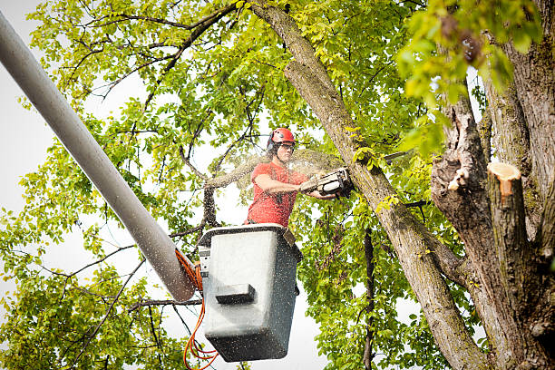 Best Leaf Removal  in Minneapolis, MN