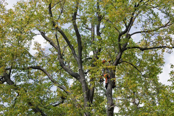 Best Storm Damage Tree Cleanup  in Minneapolis, MN